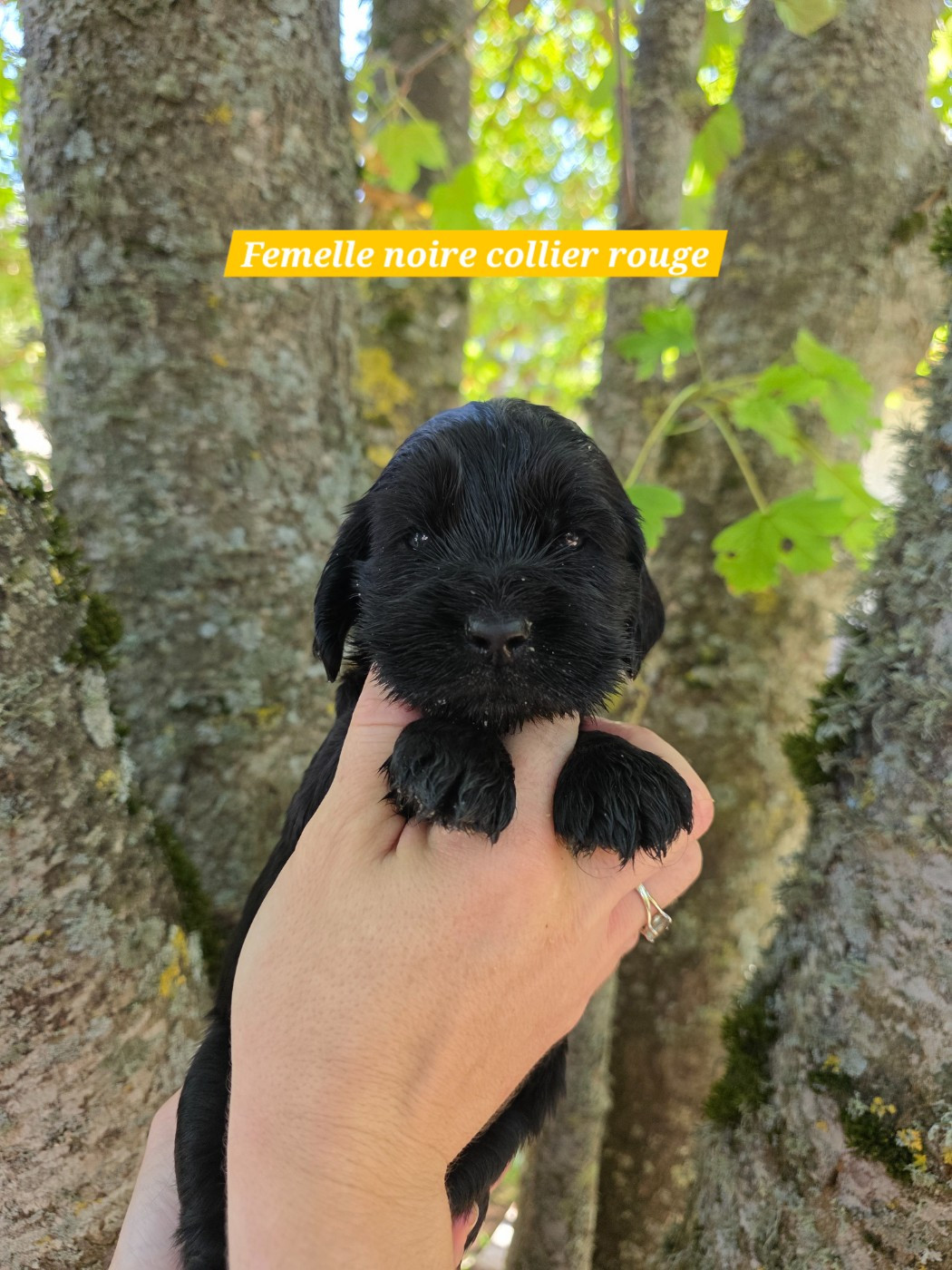 Du Domaine De L'Eternel Filou - Chiots disponibles - Cocker Spaniel Anglais