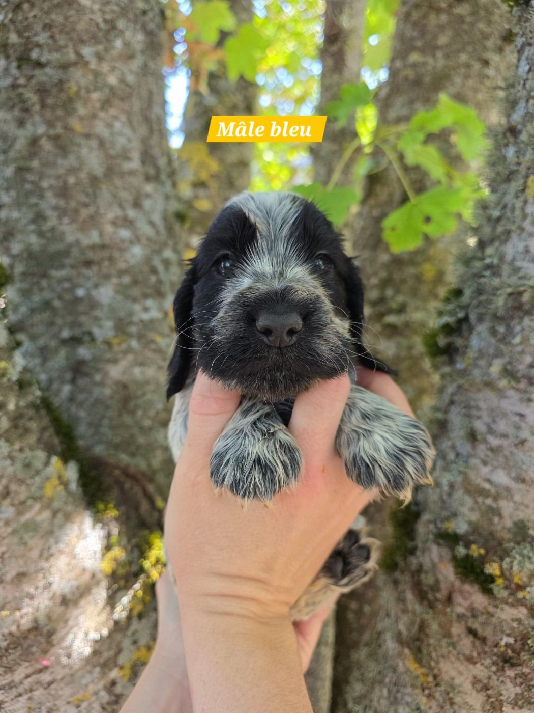 Du Domaine De L'Eternel Filou - Chiots disponibles - Cocker Spaniel Anglais