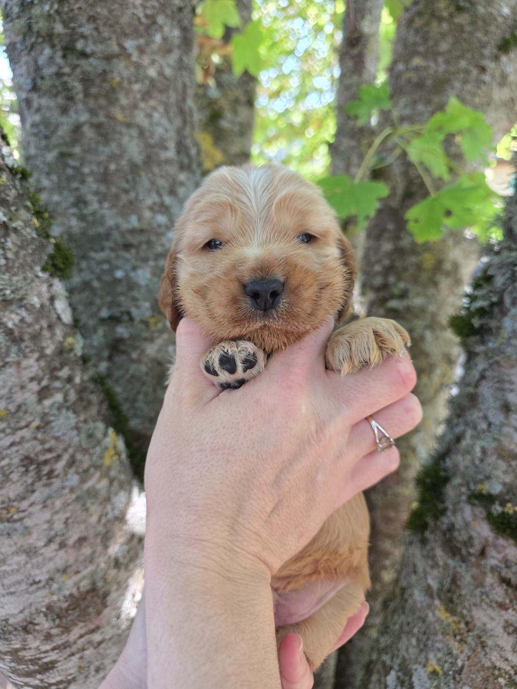 Du Domaine De L'Eternel Filou - Chiots disponibles - Cocker Spaniel Anglais