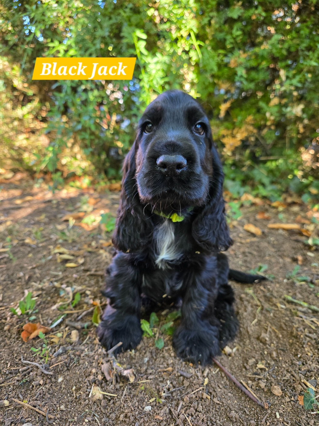 Du Domaine De L'Eternel Filou - Chiots disponibles - Cocker Spaniel Anglais