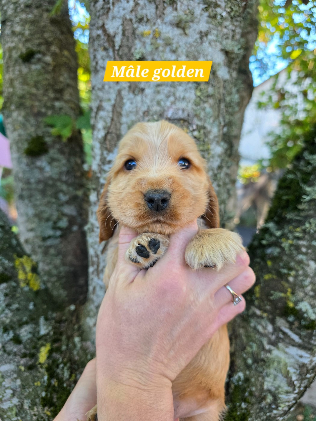 Du Domaine De L'Eternel Filou - Chiots disponibles - Cocker Spaniel Anglais