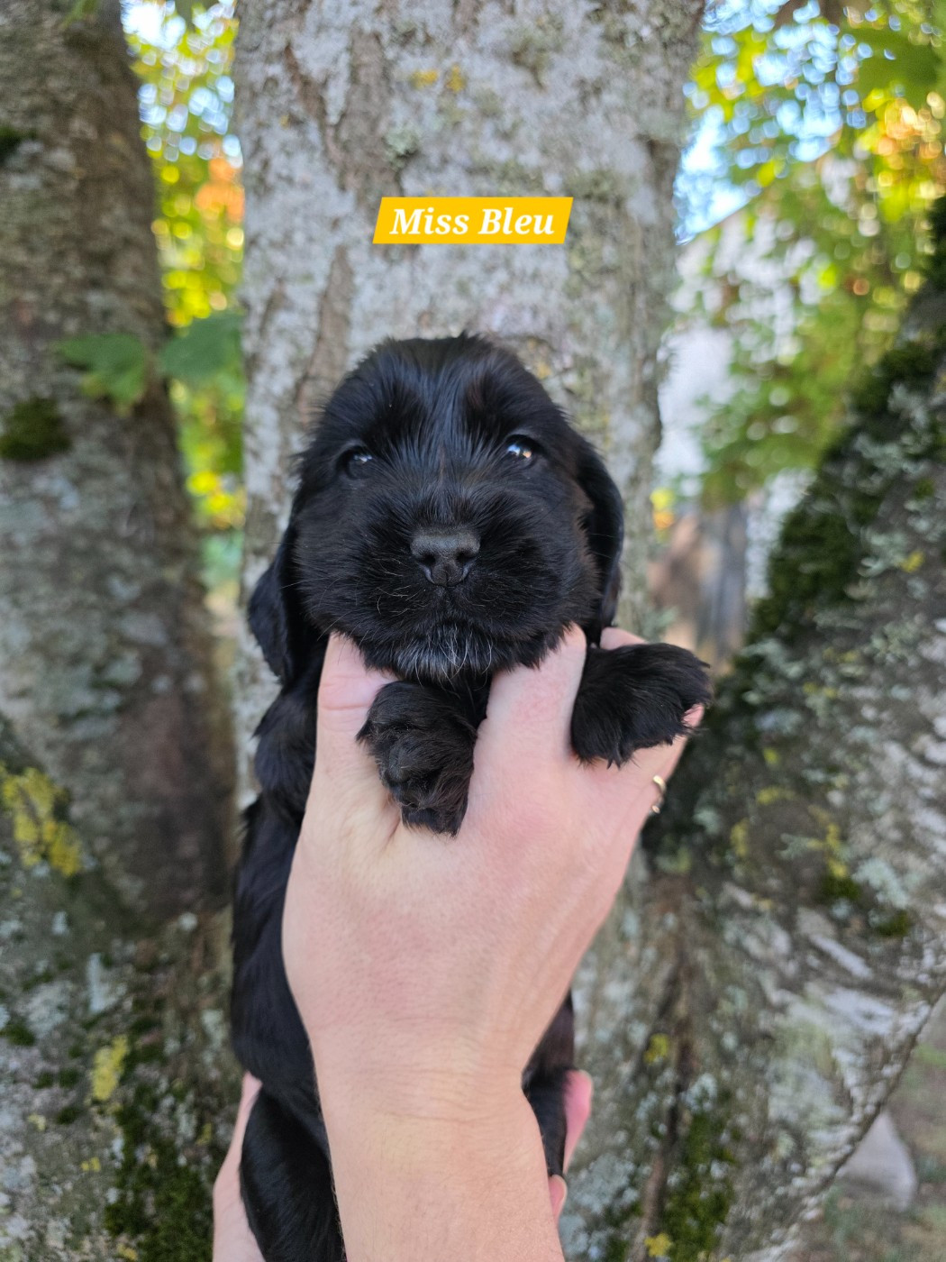 Du Domaine De L'Eternel Filou - Chiots disponibles - Cocker Spaniel Anglais
