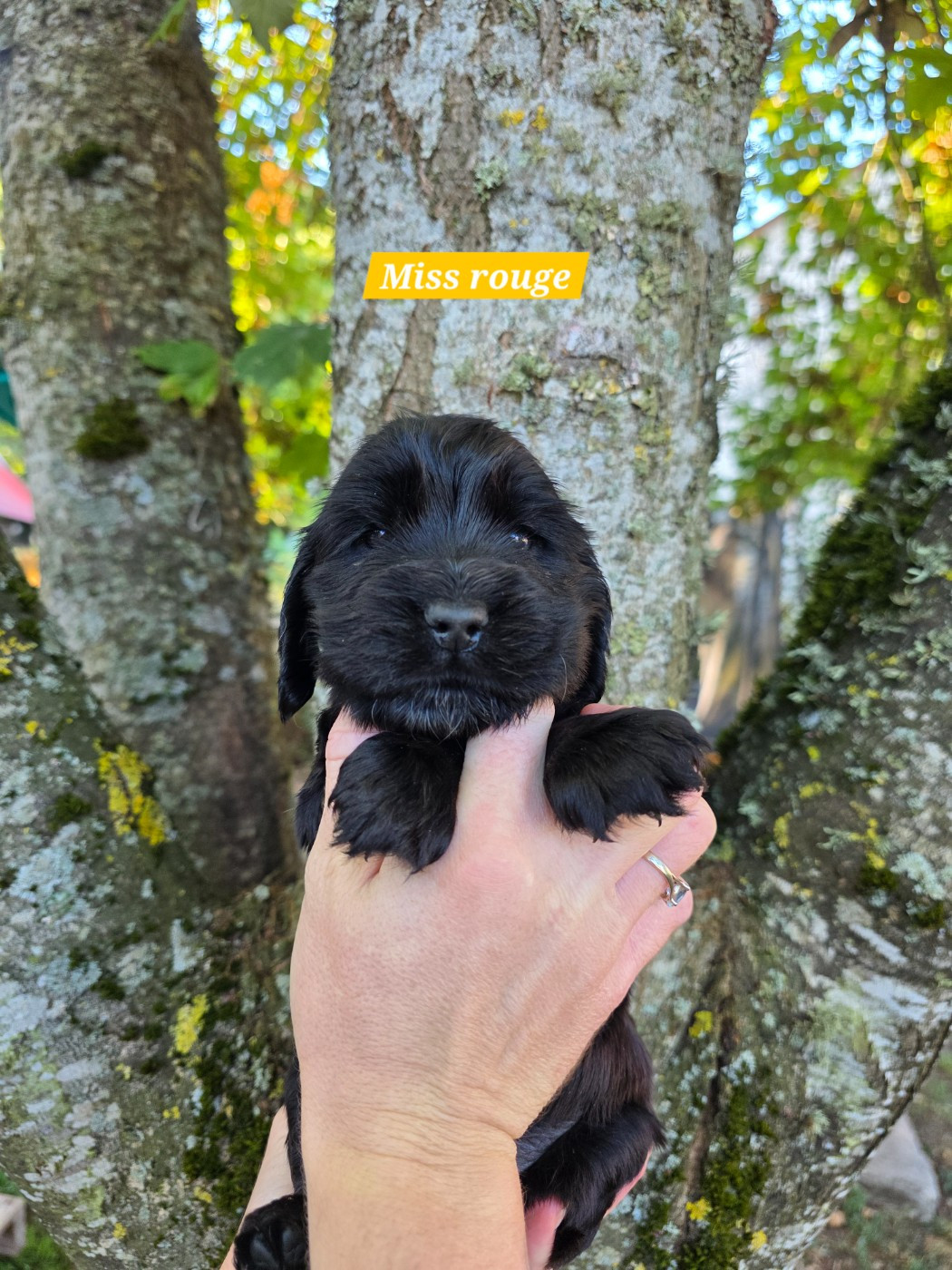 Du Domaine De L'Eternel Filou - Chiots disponibles - Cocker Spaniel Anglais