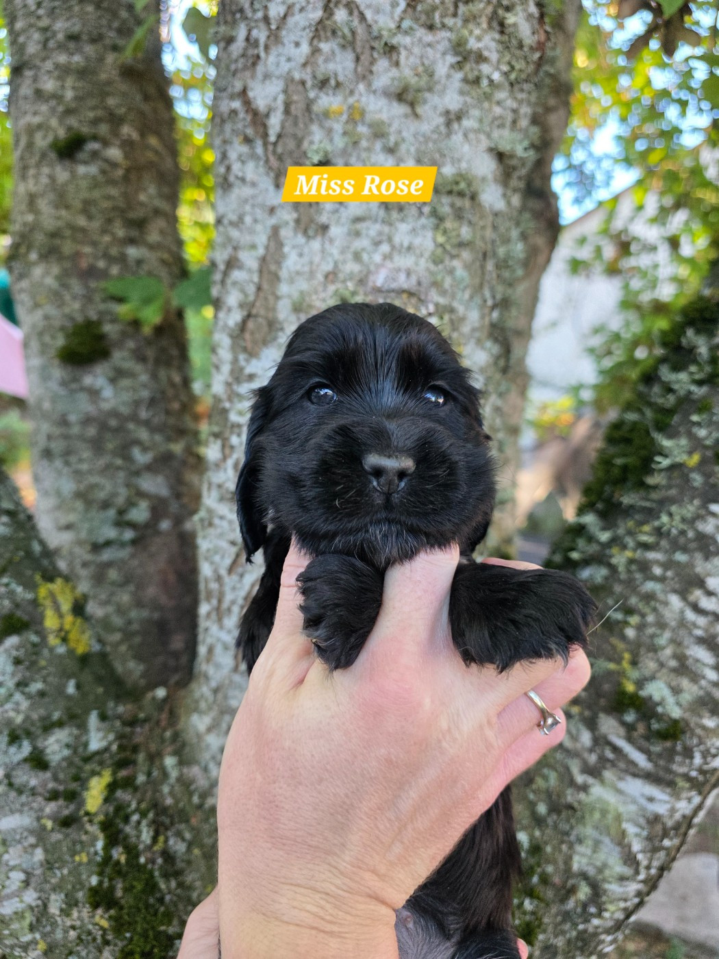 Du Domaine De L'Eternel Filou - Chiots disponibles - Cocker Spaniel Anglais