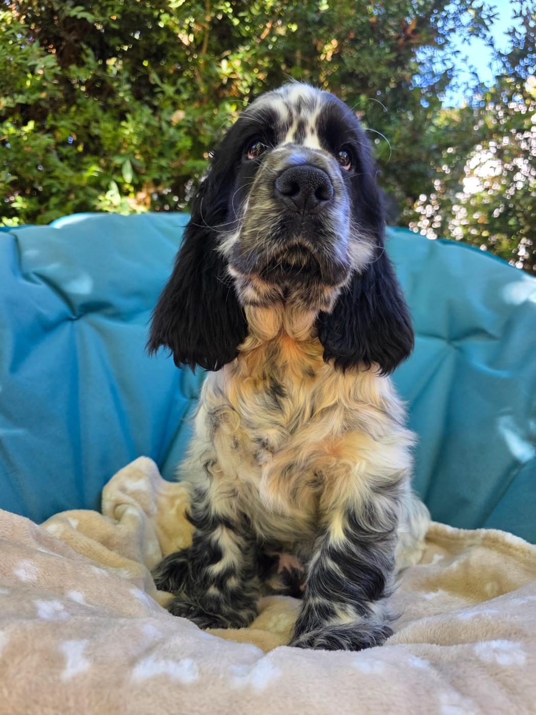 Du Domaine De L'Eternel Filou - Chiots disponibles - Cocker Spaniel Anglais