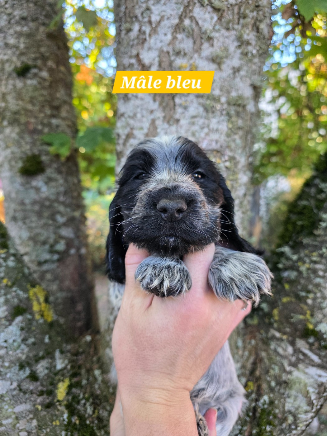 Du Domaine De L'Eternel Filou - Chiots disponibles - Cocker Spaniel Anglais