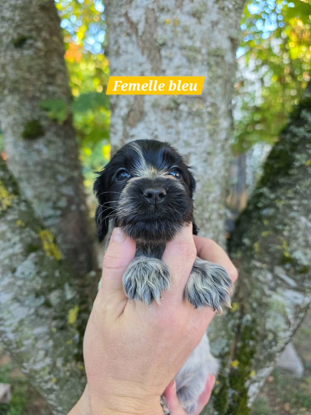 Du Domaine De L'Eternel Filou - Chiots disponibles - Cocker Spaniel Anglais