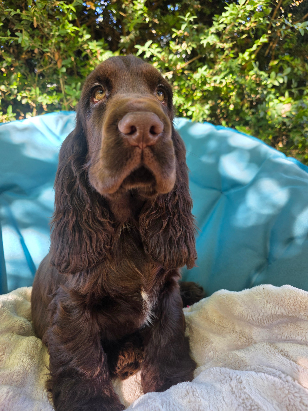 Du Domaine De L'Eternel Filou - Chiots disponibles - Cocker Spaniel Anglais