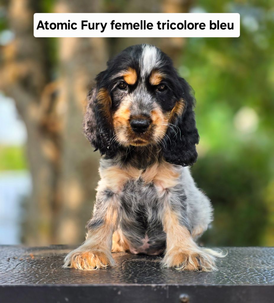 Du Domaine De L'Eternel Filou - Chiots disponibles - Cocker Spaniel Anglais