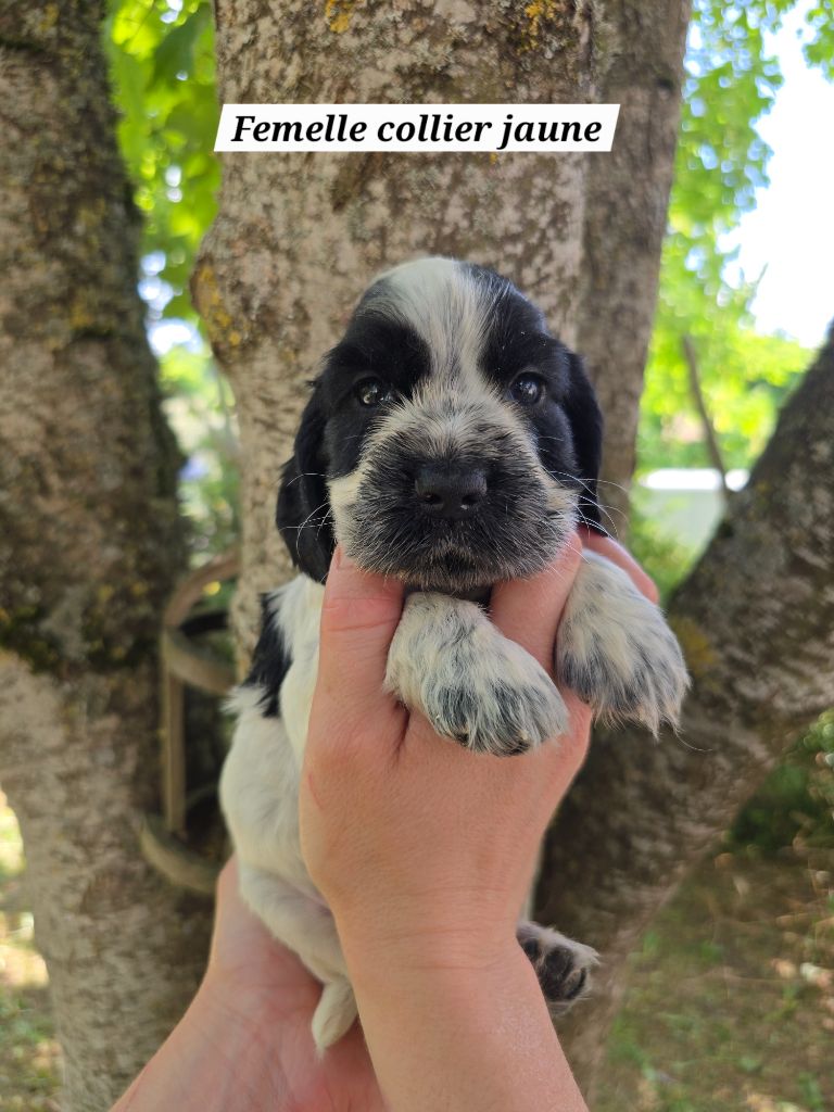Du Domaine De L'Eternel Filou - Chiots disponibles - Cocker Spaniel Anglais