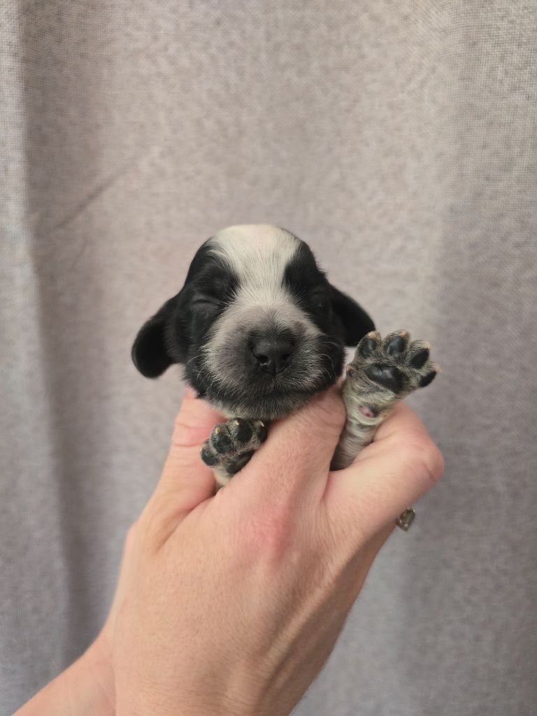Du Domaine De L'Eternel Filou - Chiots disponibles - Cocker Spaniel Anglais