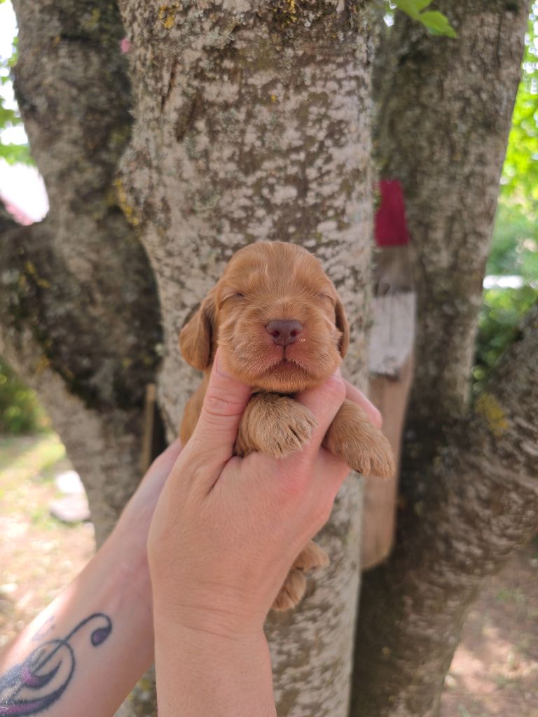 Du Domaine De L'Eternel Filou - Chiots disponibles - Cocker Spaniel Anglais