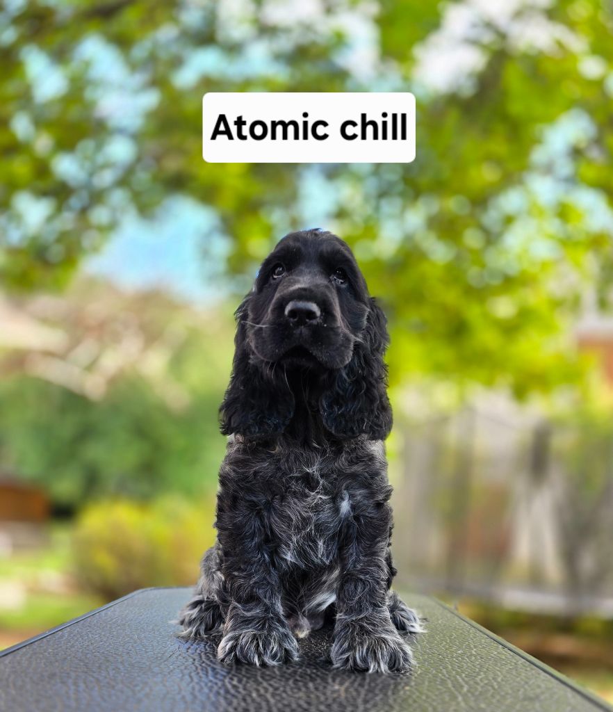 Du Domaine De L'Eternel Filou - Chiots disponibles - Cocker Spaniel Anglais