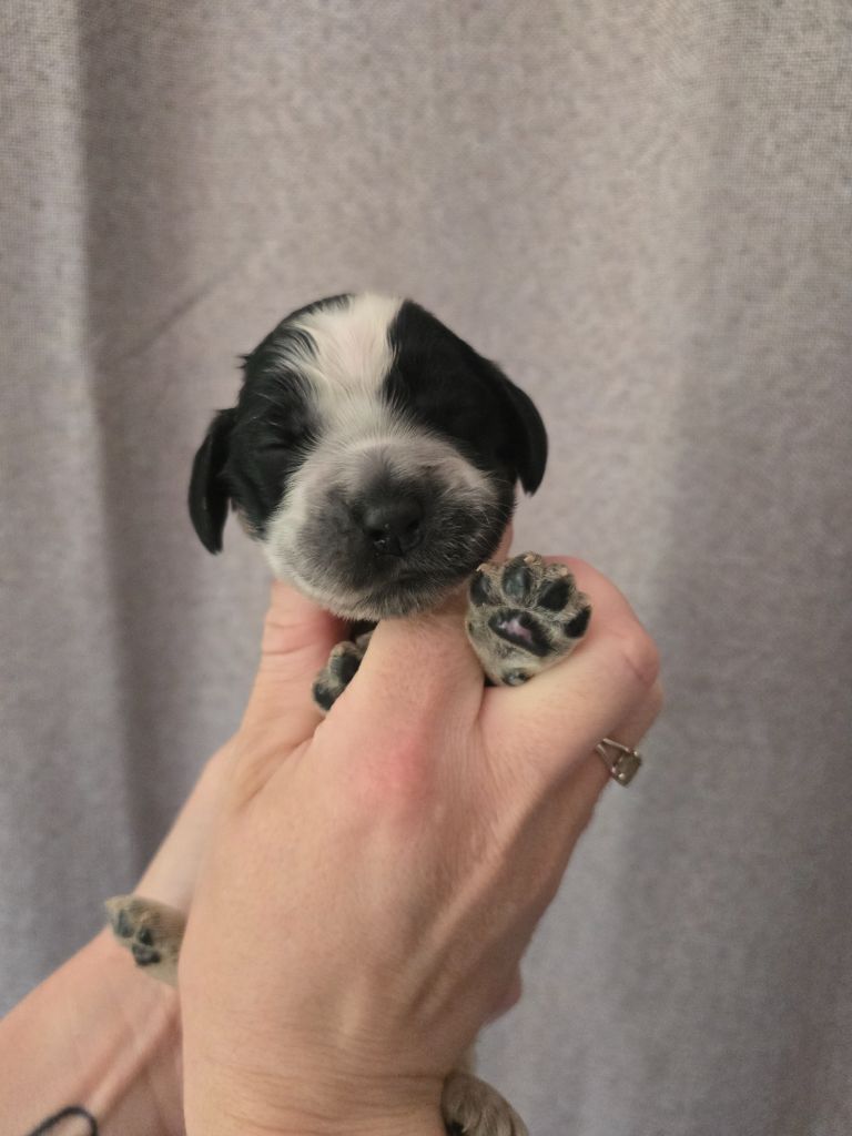 Du Domaine De L'Eternel Filou - Chiots disponibles - Cocker Spaniel Anglais