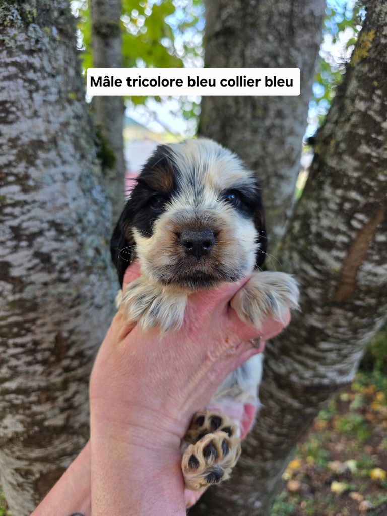 Du Domaine De L'Eternel Filou - Chiots disponibles - Cocker Spaniel Anglais