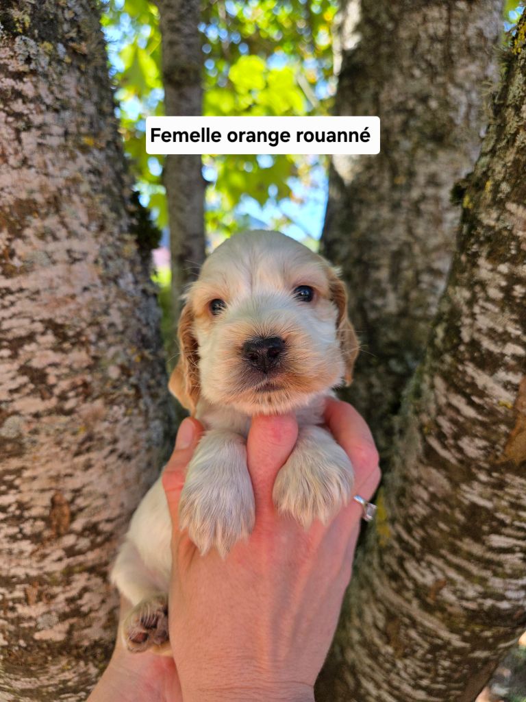 Du Domaine De L'Eternel Filou - Chiots disponibles - Cocker Spaniel Anglais