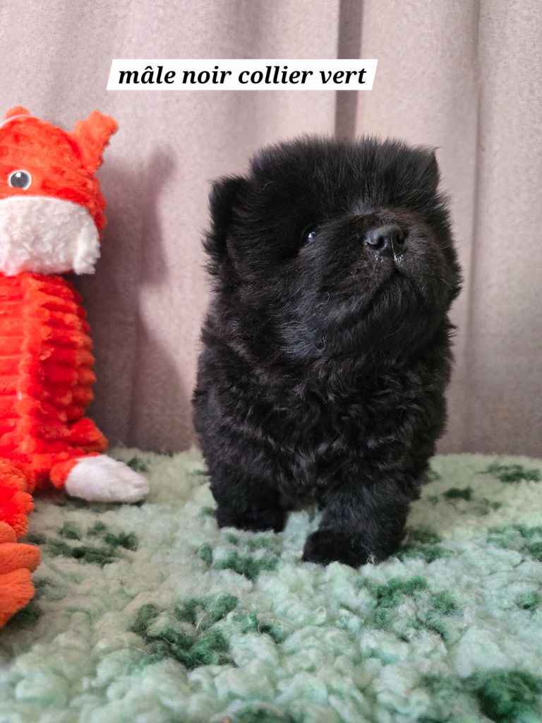 Du Domaine De L'Eternel Filou - Chiots disponibles - Chow Chow