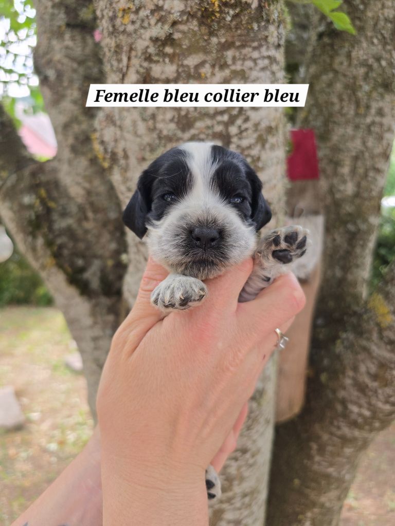 Du Domaine De L'Eternel Filou - Chiots disponibles - Cocker Spaniel Anglais