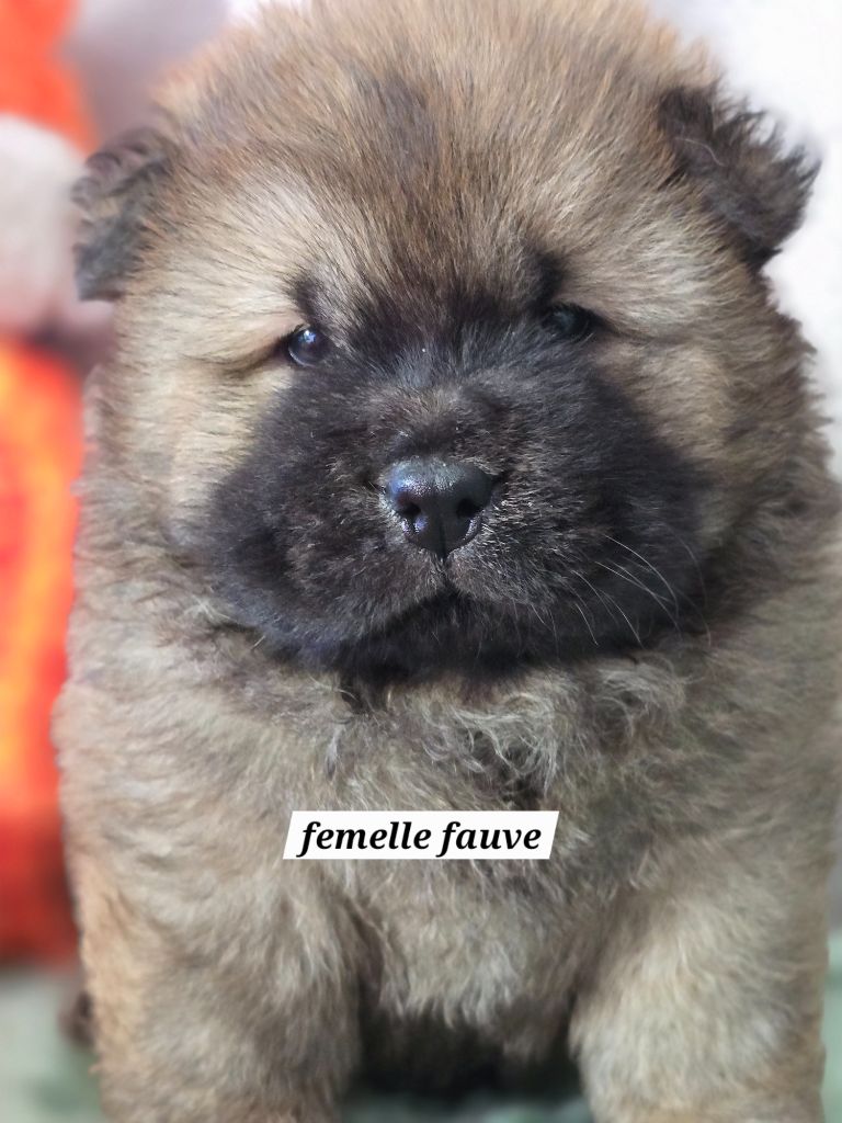 Du Domaine De L'Eternel Filou - Chiots disponibles - Chow Chow