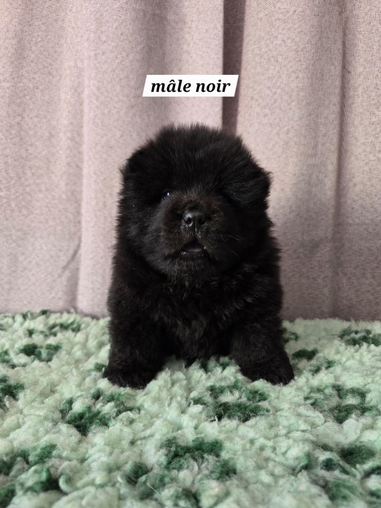 Du Domaine De L'Eternel Filou - Chiots disponibles - Chow Chow