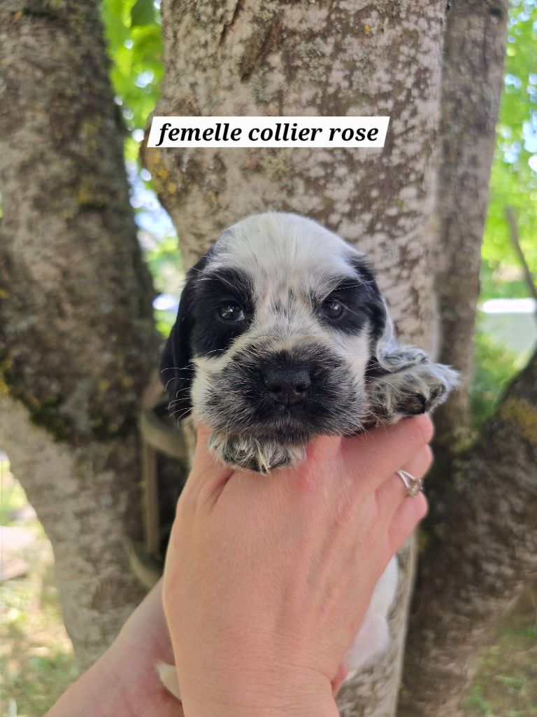 Du Domaine De L'Eternel Filou - Chiots disponibles - Cocker Spaniel Anglais