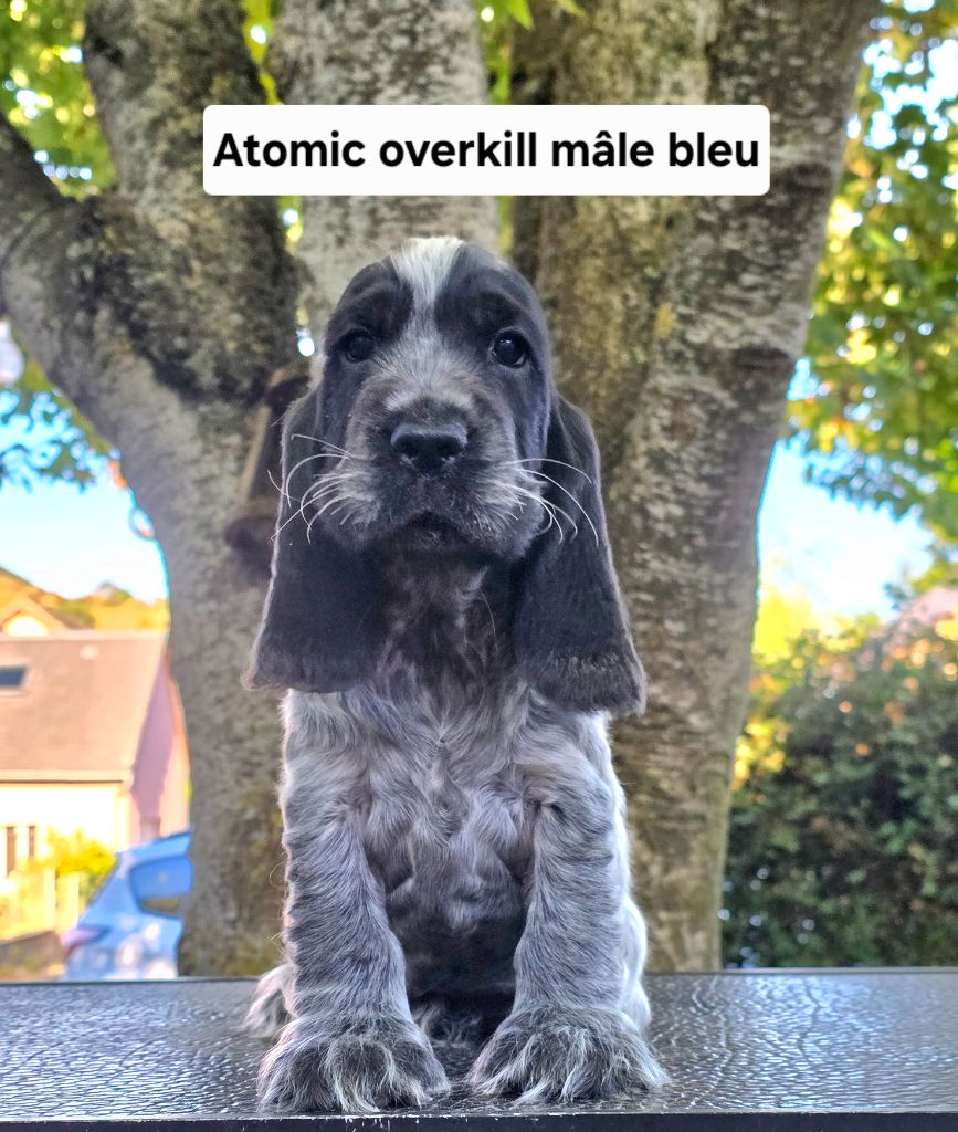 Du Domaine De L'Eternel Filou - Chiots disponibles - Cocker Spaniel Anglais