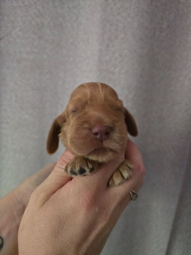 Du Domaine De L'Eternel Filou - Chiots disponibles - Cocker Spaniel Anglais