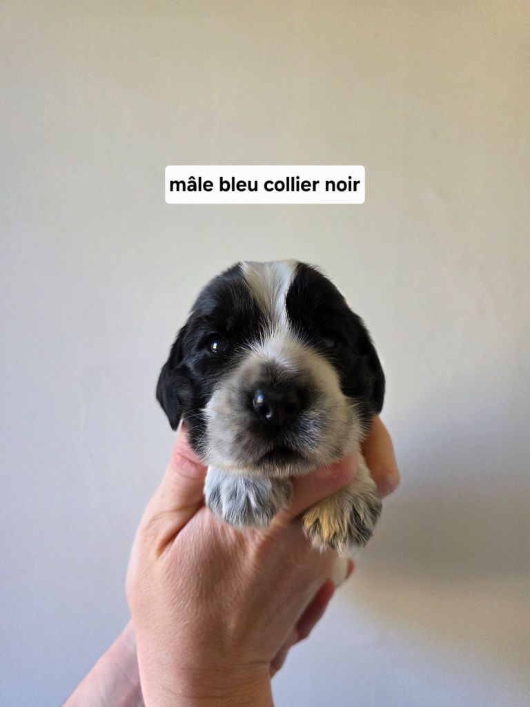 Du Domaine De L'Eternel Filou - Chiots disponibles - Cocker Spaniel Anglais
