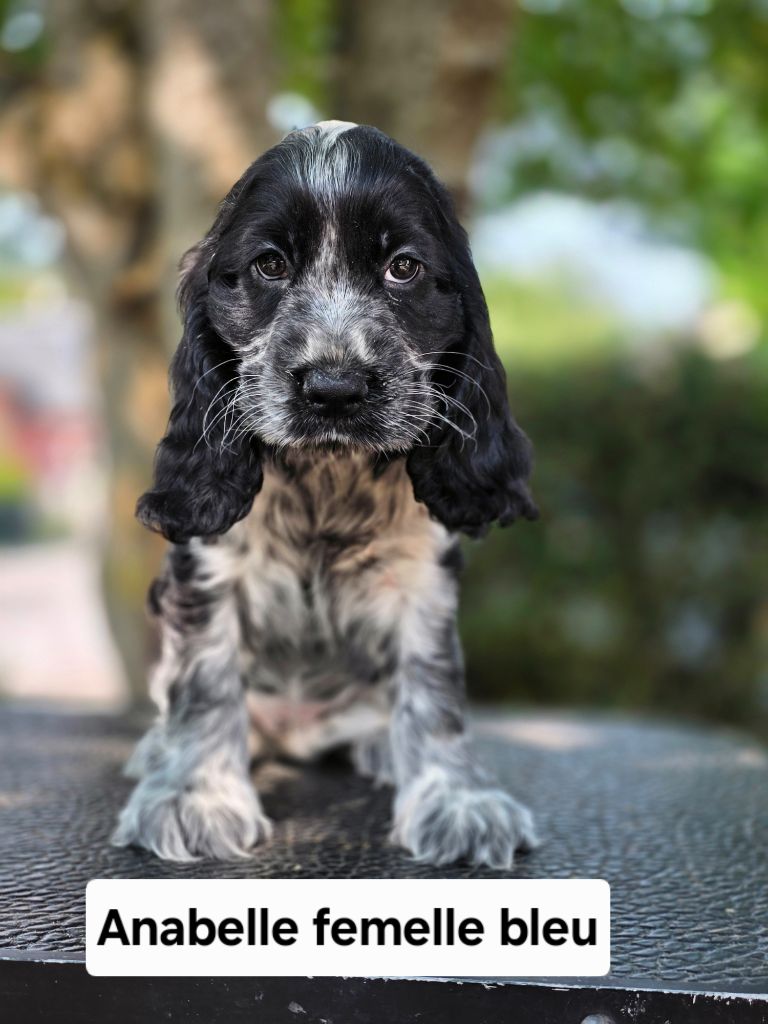 Du Domaine De L'Eternel Filou - Chiots disponibles - Cocker Spaniel Anglais