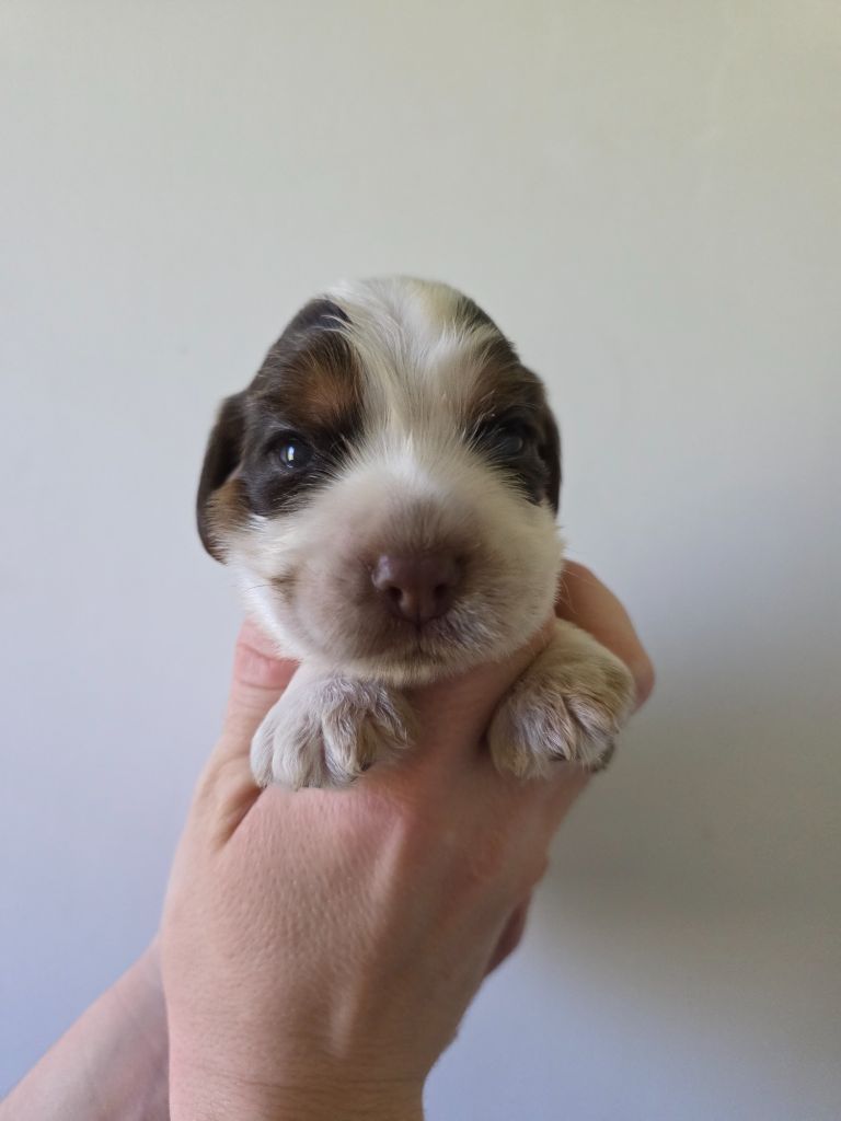 Du Domaine De L'Eternel Filou - Cocker Spaniel Anglais - Portée née le 24/09/2025