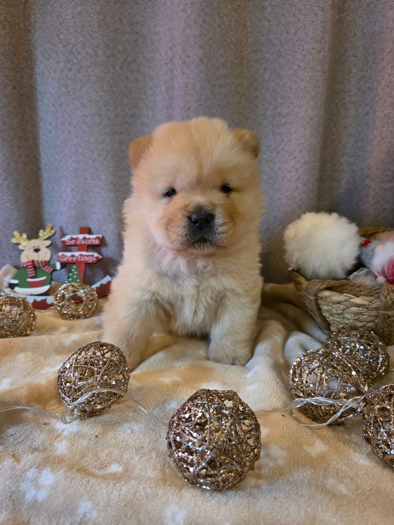 Du Domaine De L'Eternel Filou - Chiots disponibles - Chow Chow