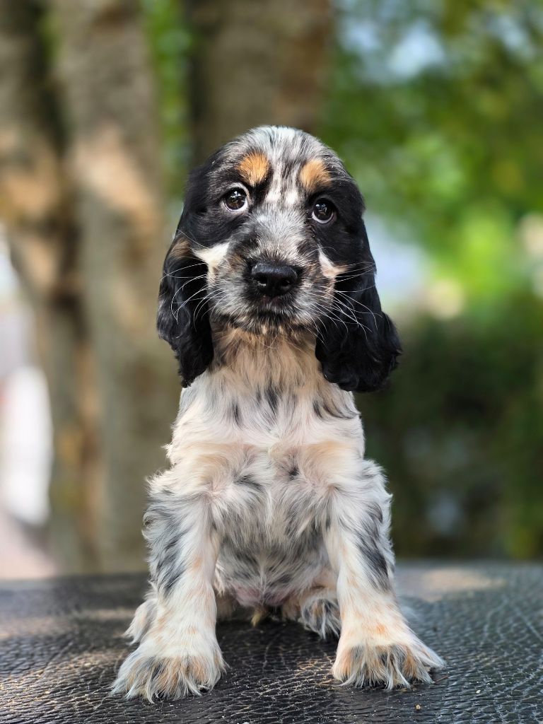 Du Domaine De L'Eternel Filou - Chiots disponibles - Cocker Spaniel Anglais