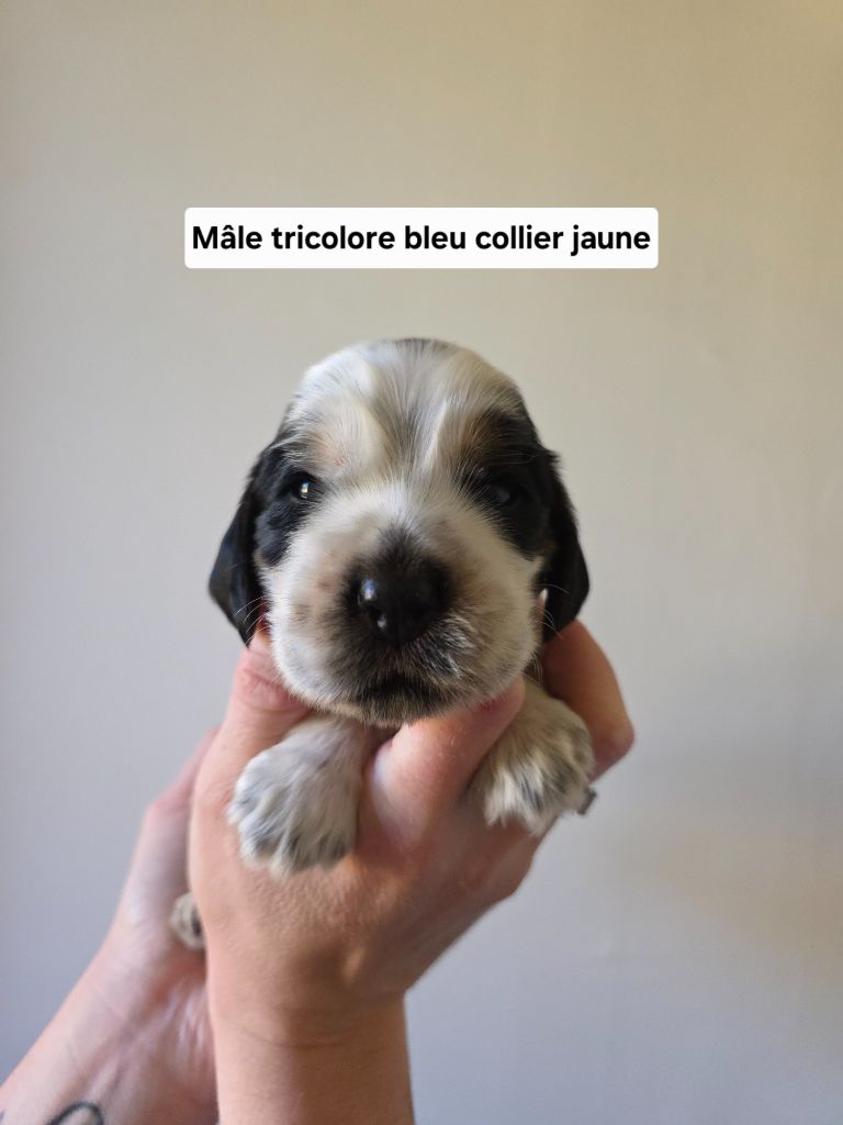 Du Domaine De L'Eternel Filou - Chiots disponibles - Cocker Spaniel Anglais