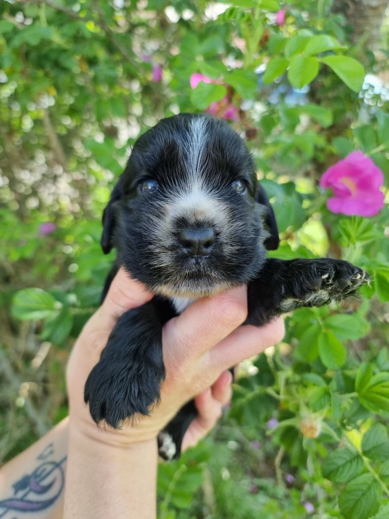 CHIOT