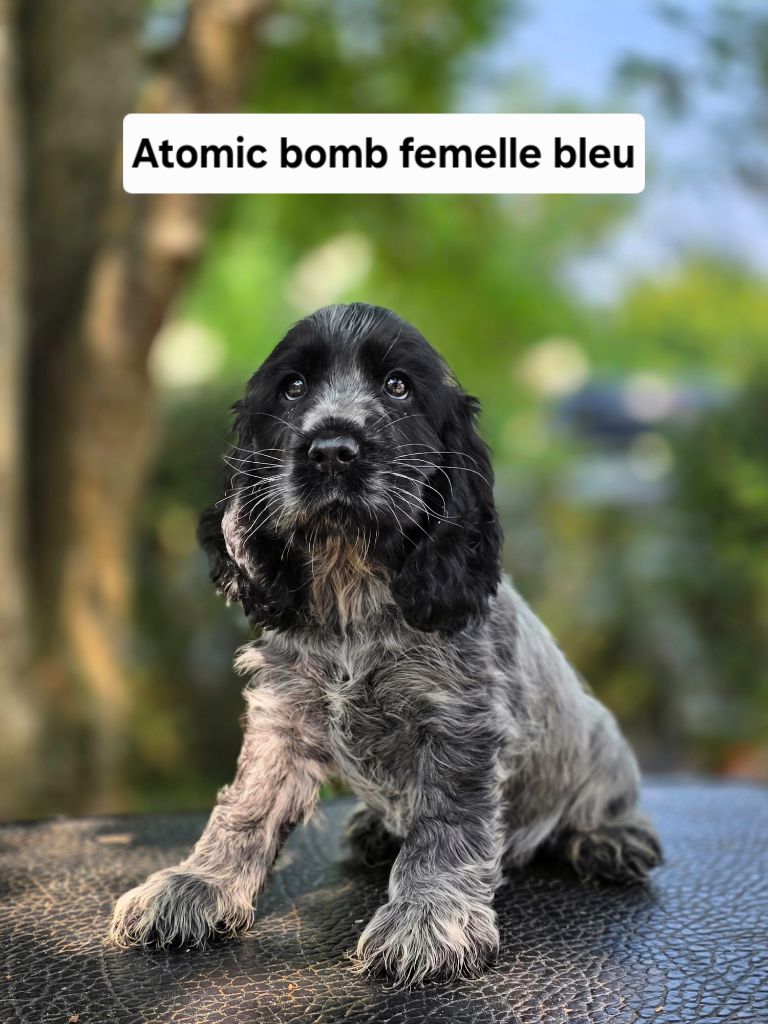 Du Domaine De L'Eternel Filou - Chiots disponibles - Cocker Spaniel Anglais