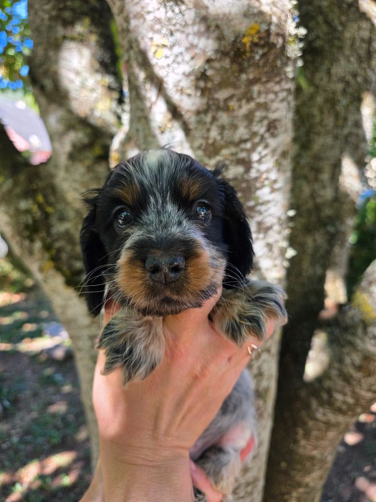 Du Domaine De L'Eternel Filou - Chiots disponibles - Cocker Spaniel Anglais
