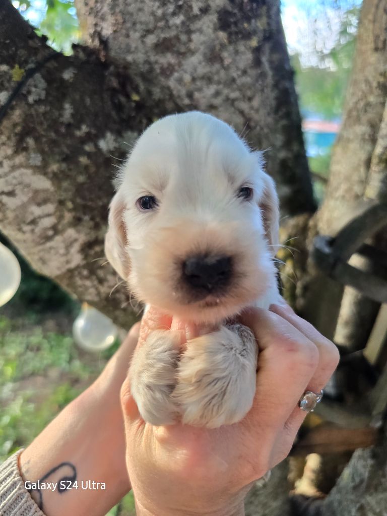 Du Domaine De L'Eternel Filou - Cocker Spaniel Anglais - Portée née le 09/09/2024