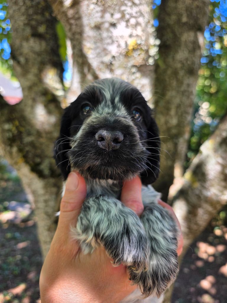 Du Domaine De L'Eternel Filou - Cocker Spaniel Anglais - Portée née le 13/07/2025