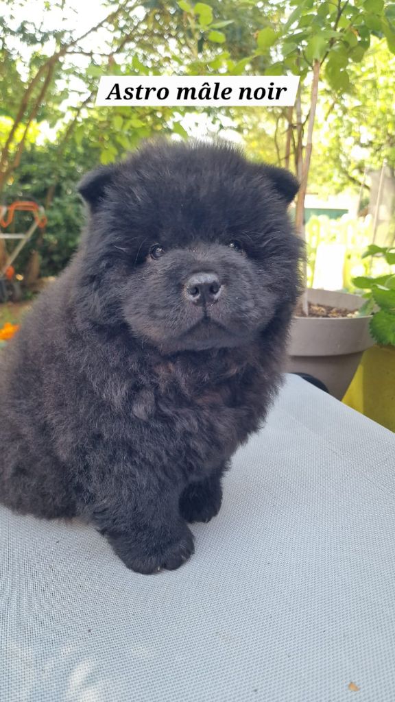 Du Domaine De L'Eternel Filou - Chiots disponibles - Chow Chow