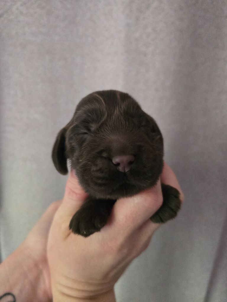 Du Domaine De L'Eternel Filou - Chiots disponibles - Cocker Spaniel Anglais