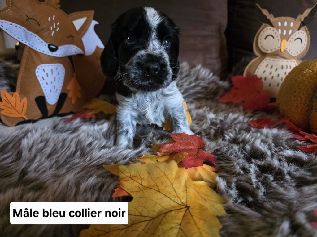 Du Domaine De L'Eternel Filou - Chiots disponibles - Cocker Spaniel Anglais