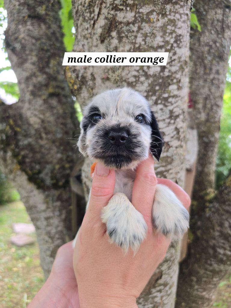 Du Domaine De L'Eternel Filou - Chiots disponibles - Cocker Spaniel Anglais