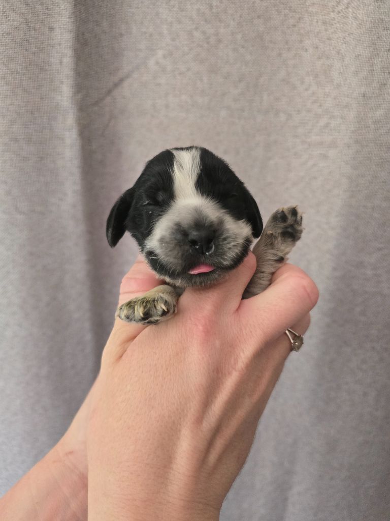 Du Domaine De L'Eternel Filou - Chiots disponibles - Cocker Spaniel Anglais
