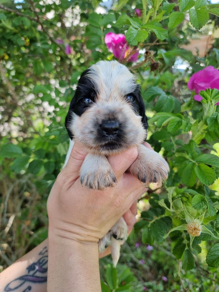 CHIOT