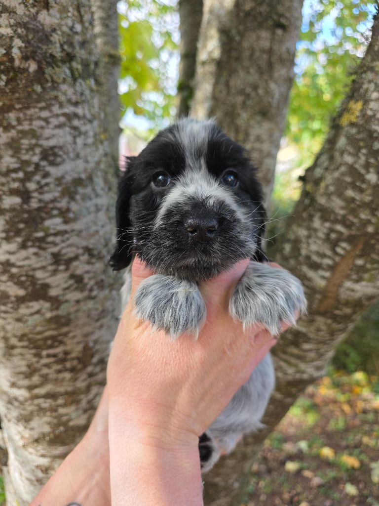 Du Domaine De L'Eternel Filou - Chiots disponibles - Cocker Spaniel Anglais