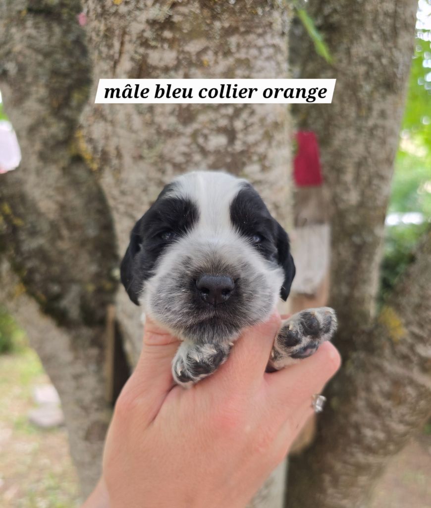 Du Domaine De L'Eternel Filou - Chiots disponibles - Cocker Spaniel Anglais
