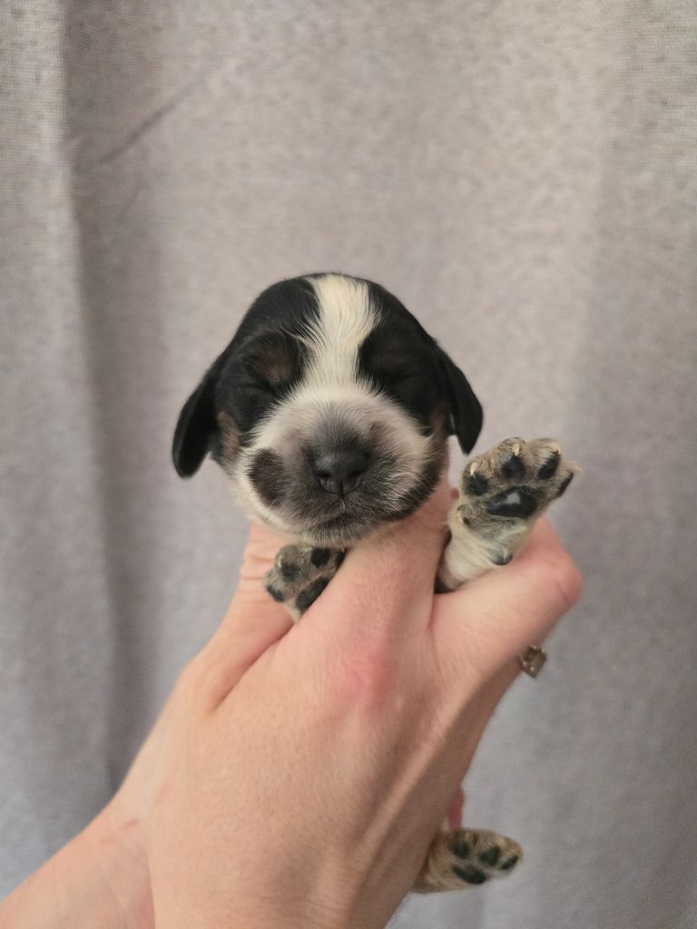 Du Domaine De L'Eternel Filou - Chiots disponibles - Cocker Spaniel Anglais