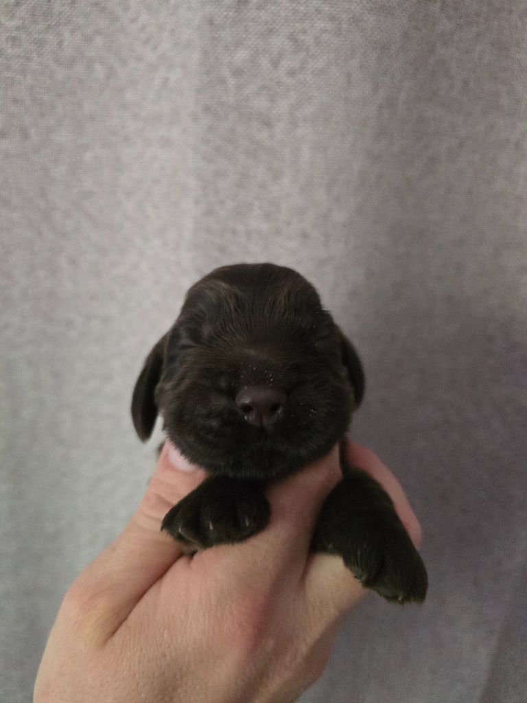 Du Domaine De L'Eternel Filou - Chiots disponibles - Cocker Spaniel Anglais