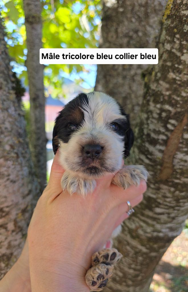 Du Domaine De L'Eternel Filou - Chiots disponibles - Cocker Spaniel Anglais