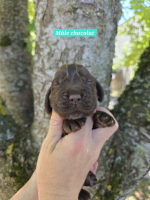 Chiot N°1